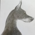 Anna KopeckÃ¡, kresba, Studie psÅ¯ (2)